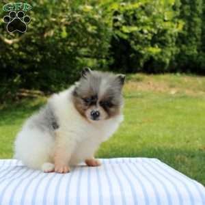 Maria, Pomeranian Puppy